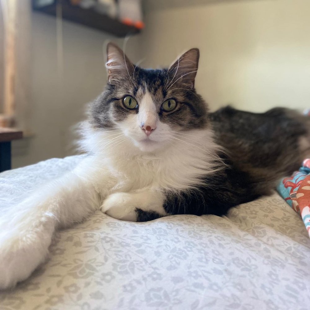Scam Concern Cat - PLEASE READ